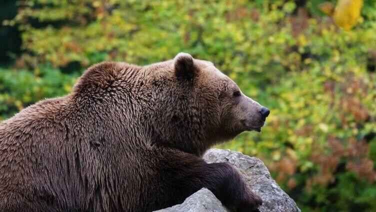 在石头上休息的棕熊