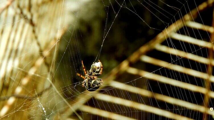 蜘蛛织网阳光