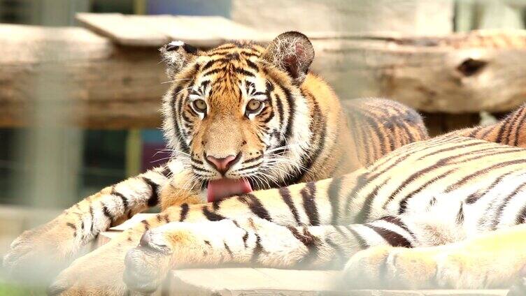老虎趴着舔手动物园实拍