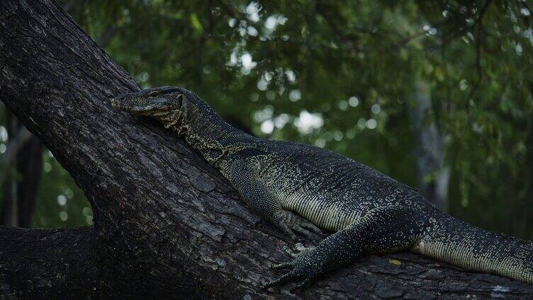 在树干上休息的蜥蜴