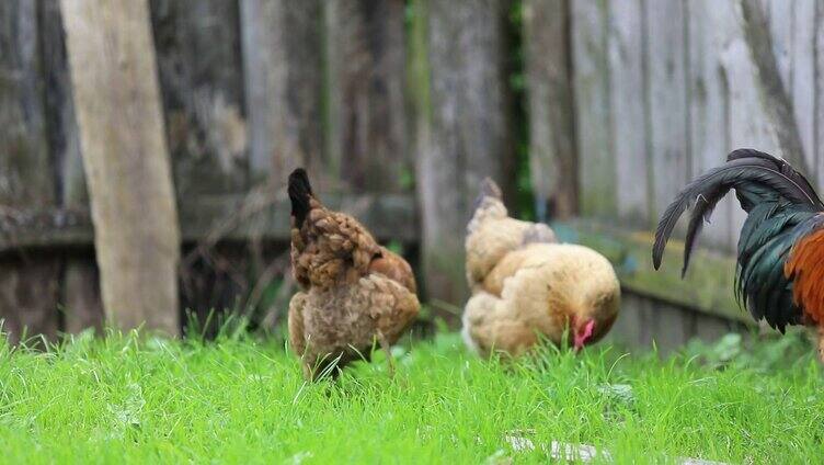 公鸡母鸡在草地觅食