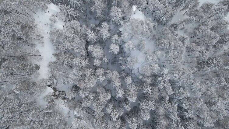 被雪覆盖的树林