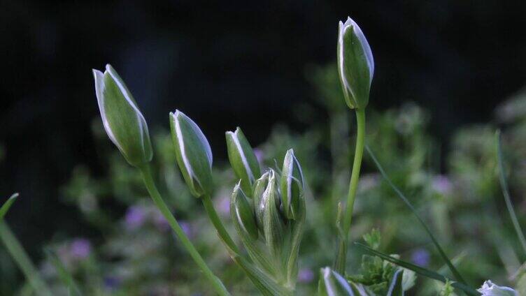 花朵闭合实拍视频