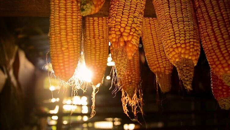 农村阳光下的玉米 农业丰收粮食