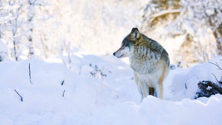 冰天雪地上的狼