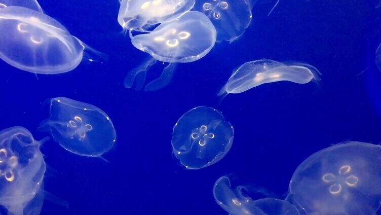 水母 蓝色生物