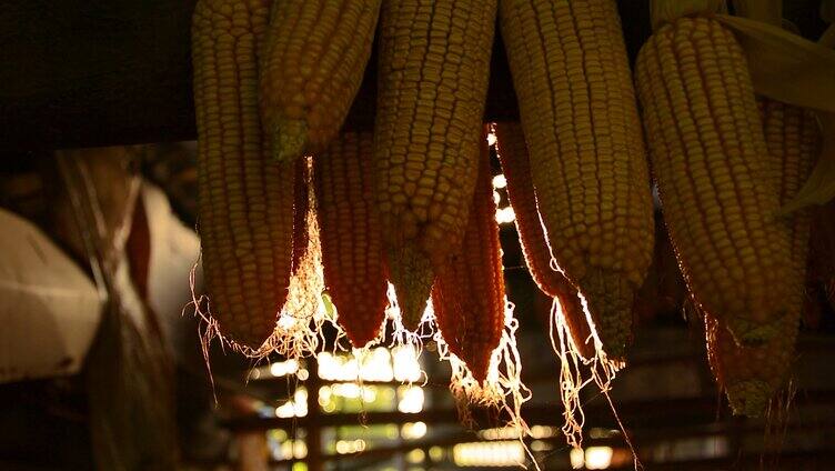 农村阳光下的玉米 农业丰收粮食纪录片
