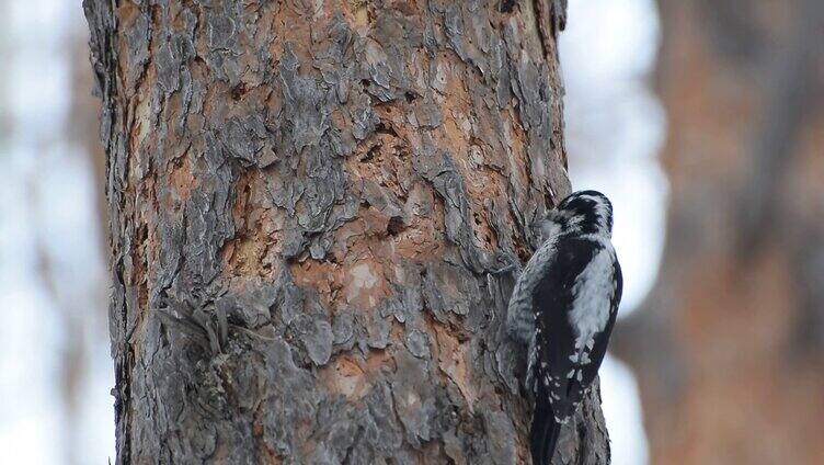 啄木鸟在寻找食物