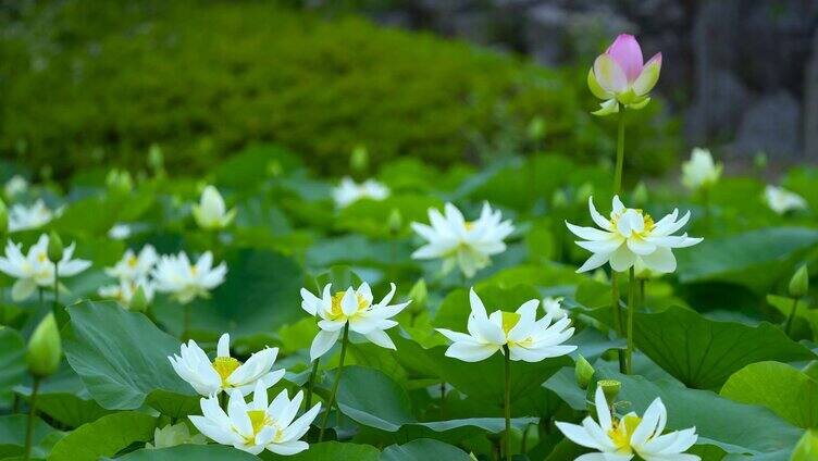 池塘中盛开的莲花
