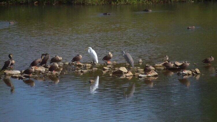 在河流石头上休息的鸟类