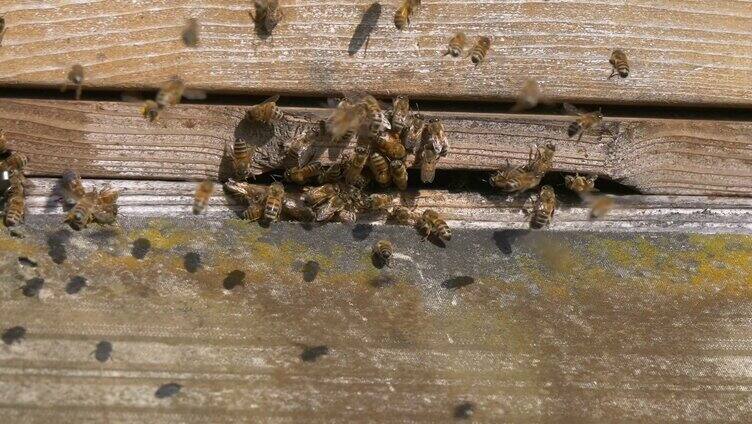 蜜蜂采蜜回蜂箱