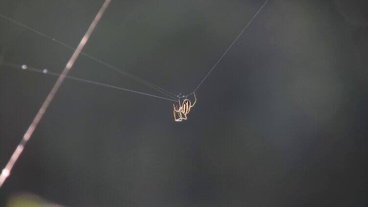 蜘蛛织网 一只蜘蛛