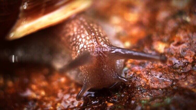 缓慢移动的蜗牛