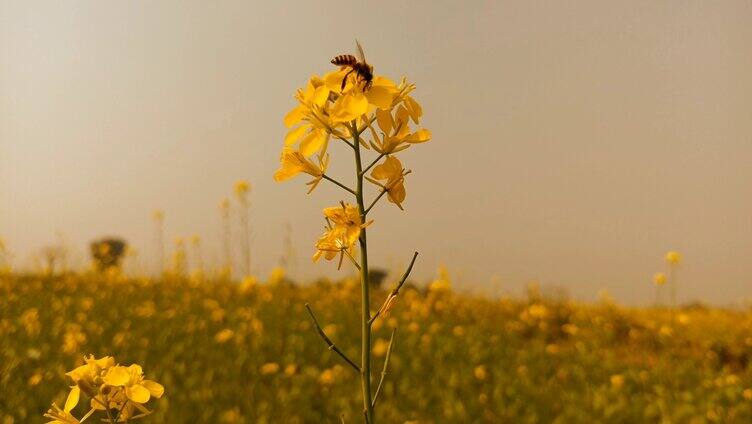 在黄色花朵上采蜜的蜜蜂