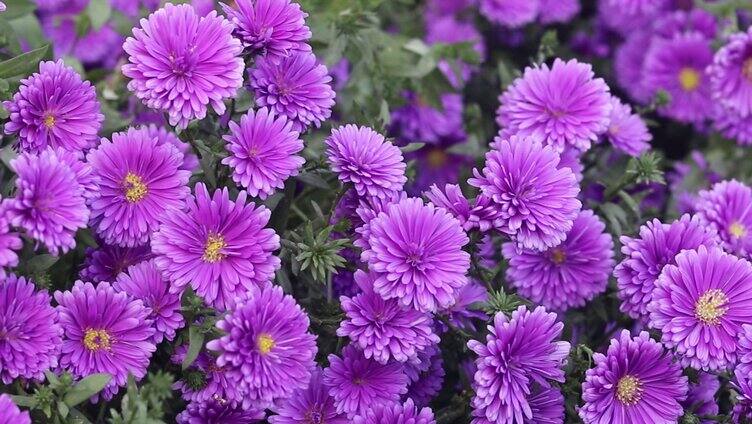 紫色花朵飘动