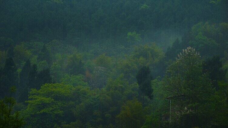 四川雨季云海 山 雾气 森林 大自然 