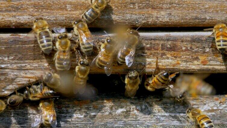 小蜜蜂采蜜回蜂箱