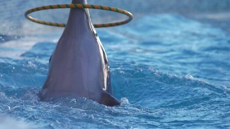 海豚表演 转圈圈