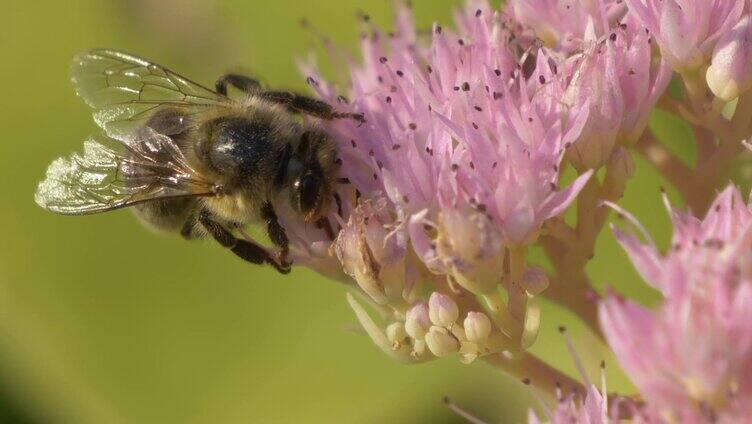 蜜蜂在粉色花朵上采蜜