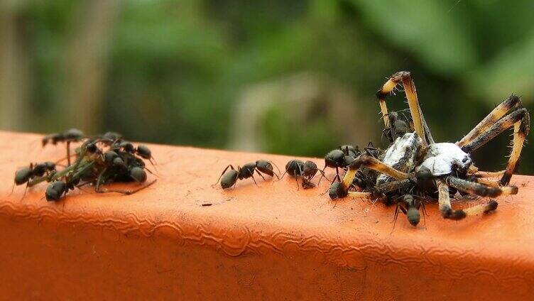 微距下工作的蚂蚁