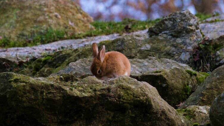 岩石上的兔子