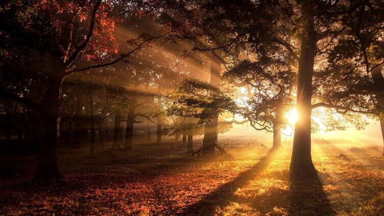 阳光照射在树林上