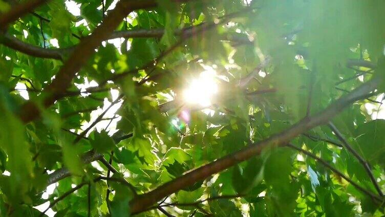 阳光透过树叶 阳光洒下