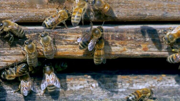 小蜜蜂回蜂箱