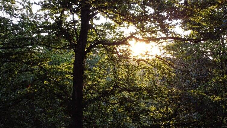 阳光透过树叶 参天大树 逐渐上升