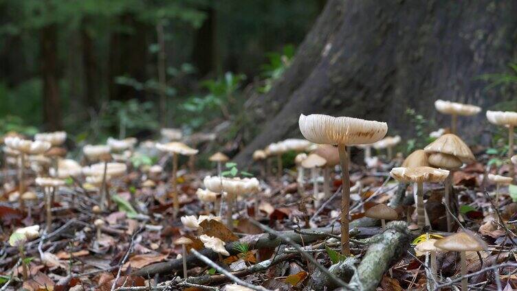 丛林中的蘑菇