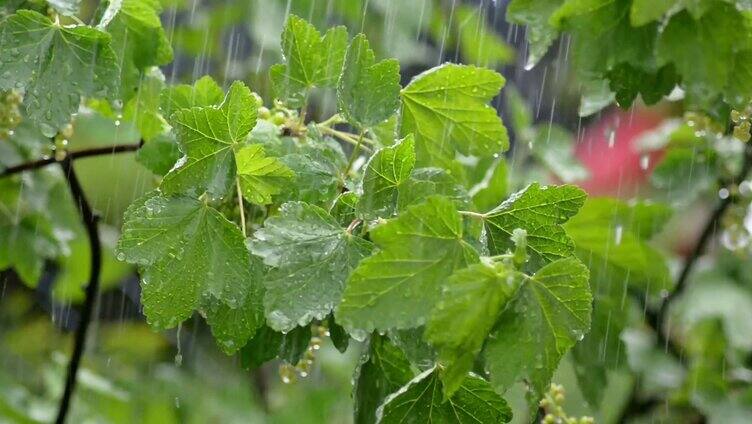 经历雨水冲刷的树叶