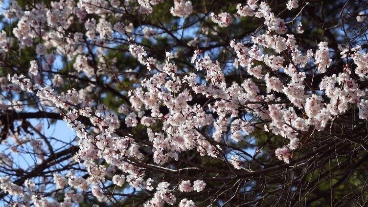 樱花开满枝头