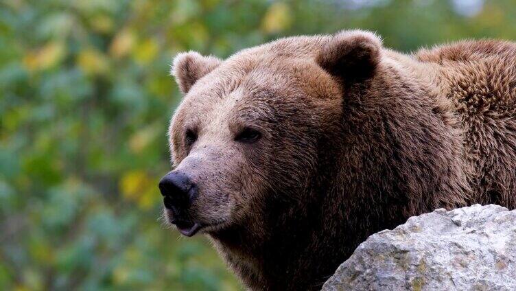 在观察的棕熊