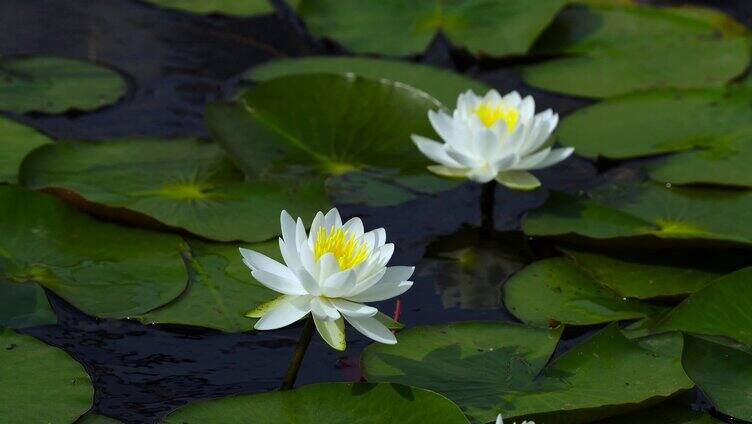 池塘中盛开的莲花 