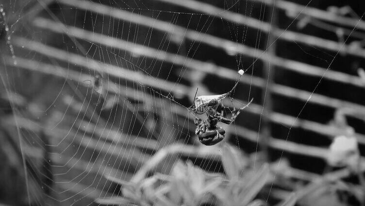 蜘蛛织网黑白