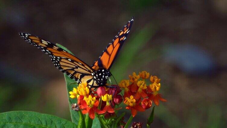停留在花朵上的蝴蝶