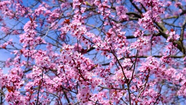 樱花树 日系唯美 