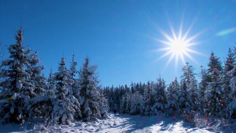 阳光雪地森林