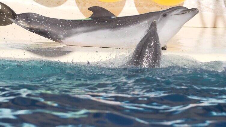 海豚表演 可爱动物