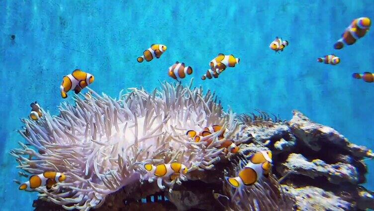 珊瑚旁的娃娃鱼群