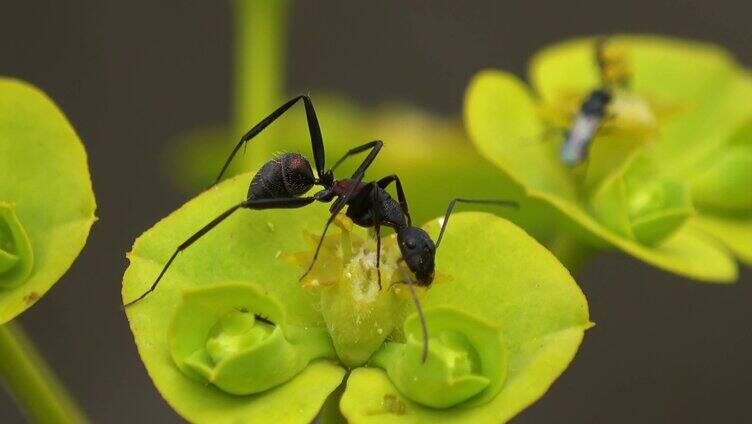蚂蚁在植物上觅食