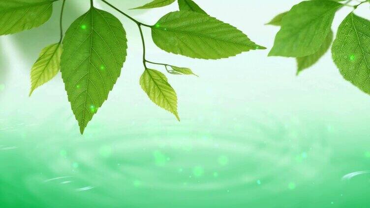 绿色叶子水面波纹