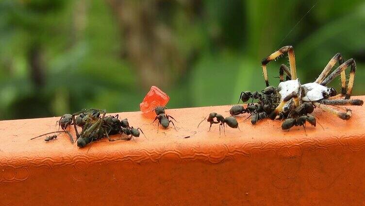微距下工作的蚂蚁