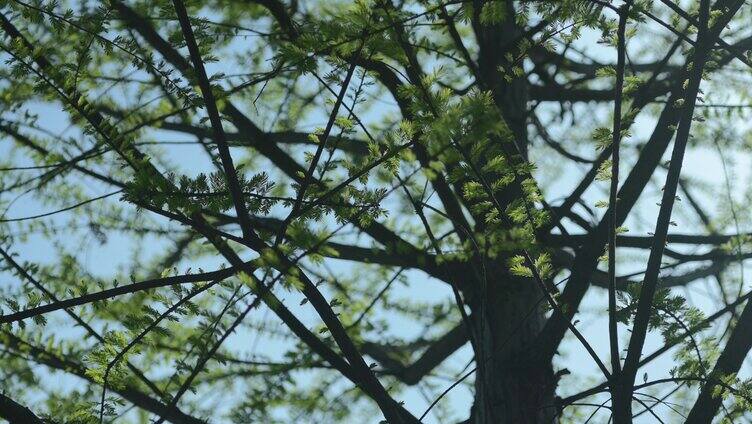 春季树林松树枝芽交错微风安静空境逆光剪影