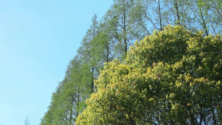 春季树林纵横排列自然空境转场起风安静绿色