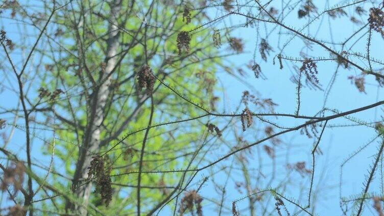 春季树林枝叶嫩芽枯叶交错微风安静空境