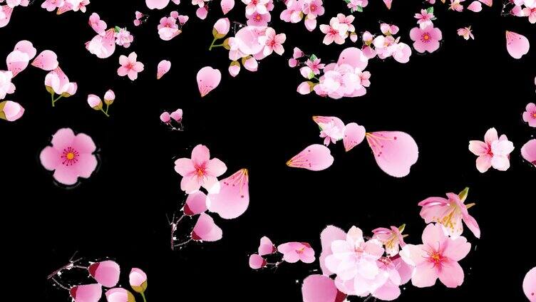 6种樱花下落带通道免抠像素材 4K