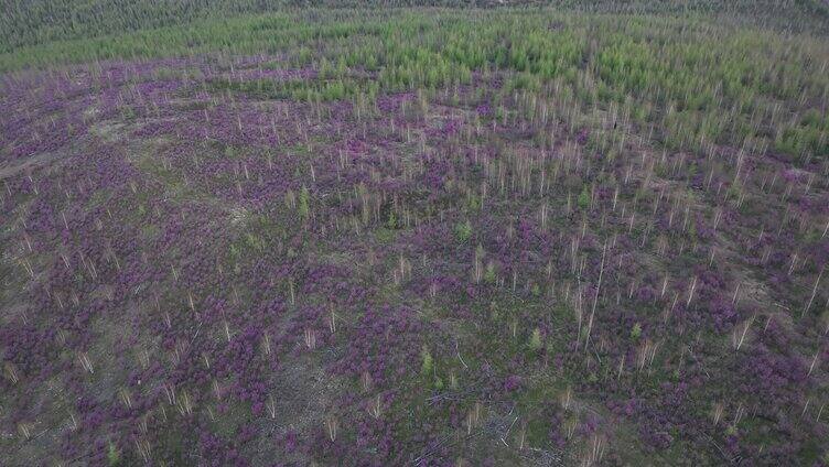 航拍大兴安岭杜鹃花在山林怒放