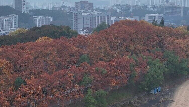 秋日梧桐红叶