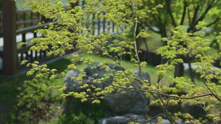 春季树林松树散步交错微风安静空境日式庭院